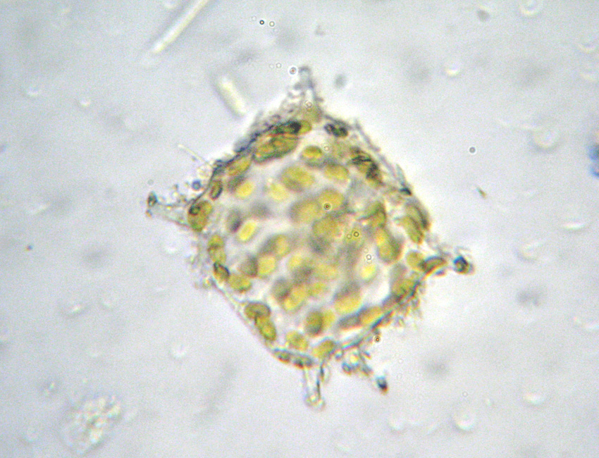 Odontella mobiliensis, direi